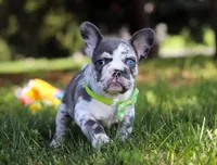 Patrick, a male French Bulldog for sale in Millersburg, OH – Photo 8 of 10