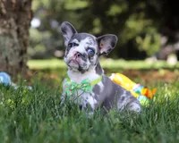 Patrick, a male French Bulldog for sale in Millersburg, OH – Photo 6 of 10