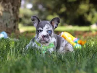 Patrick, a male French Bulldog for sale in Millersburg, OH – Photo 4 of 10