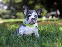 Patrick, a male French Bulldog for sale in Millersburg, OH – Photo 9 of 10