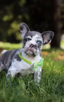 Patrick, a male French Bulldog for sale in Millersburg, OH – Photo 2 of 10
