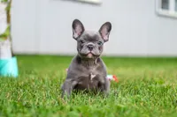 Ollie, a male French Bulldog for sale in Millersburg, OH – 9 of 10