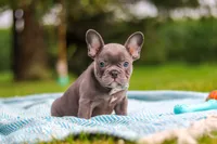 Ollie, a male French Bulldog for sale in Millersburg, OH – 6 of 10