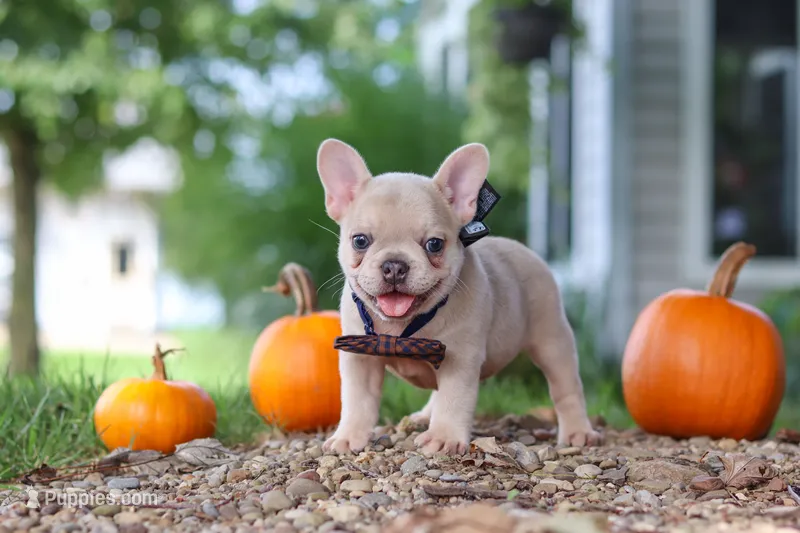 Emmett – French Bulldog puppy for sale in Millersburg, OH