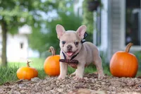 Emmett, a male French Bulldog for sale in Millersburg, OH – 1 of 8