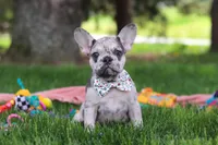 Lottie, a female French Bulldog for sale in Millersburg, OH – 2 of 6