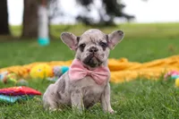 Lottie, a female French Bulldog for sale in Millersburg, OH – Photo 9 of 9