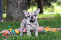 Lottie, a female French Bulldog for sale in Millersburg, OH – 5 of 6