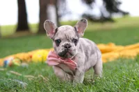 Lottie, a female French Bulldog for sale in Millersburg, OH – Photo 8 of 9