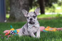 Lottie, a female French Bulldog for sale in Millersburg, OH – 3 of 6
