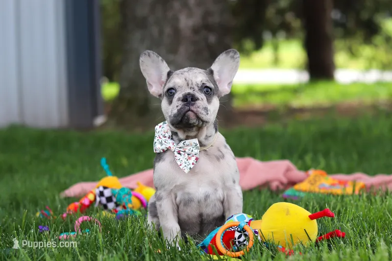Lottie – French Bulldog puppy on hold in Millersburg, OH