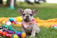 Lottie, a female French Bulldog for sale in Millersburg, OH – Photo 3 of 9