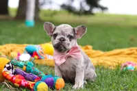 Lottie, a female French Bulldog for sale in Millersburg, OH – Photo 5 of 9
