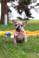 Lottie, a female French Bulldog for sale in Millersburg, OH – Photo 2 of 9