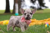 Lottie, a female French Bulldog for sale in Millersburg, OH – Photo 4 of 9