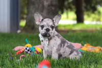 Lottie, a female French Bulldog for sale in Millersburg, OH – 4 of 6