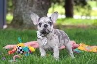 Lottie, a female French Bulldog for sale in Millersburg, OH – 6 of 6