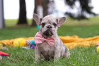 Lottie, a female French Bulldog for sale in Millersburg, OH – Photo 6 of 9