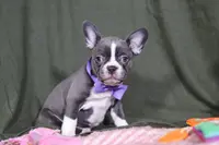 Lottie, a female Frenchton for sale in Millersburg, OH – Photo 4 of 7