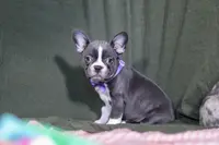 Lottie, a female Frenchton for sale in Millersburg, OH – Photo 3 of 7