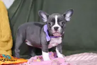 Lottie, a female Frenchton for sale in Millersburg, OH – Photo 5 of 7