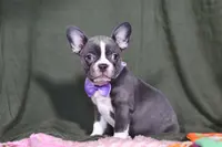 Lottie, a female Frenchton for sale in Millersburg, OH – Photo 7 of 7