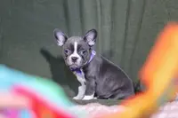 Lottie, a female Frenchton for sale in Millersburg, OH – Photo 6 of 7