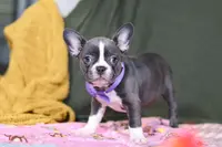 Lottie, a female Frenchton for sale in Millersburg, OH – Photo 2 of 7