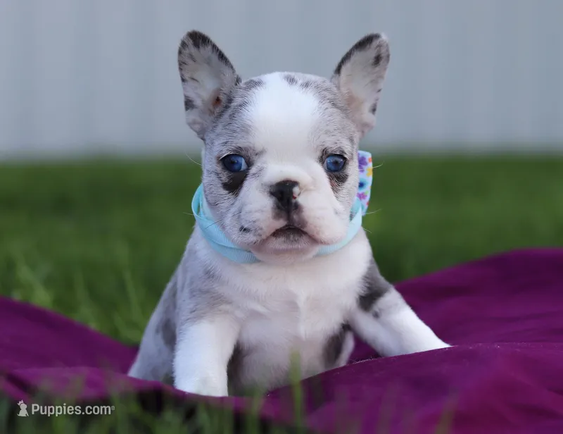 Baxter, a male Frenchton for sale in Millersburg, OH – Photo 1 of 7
