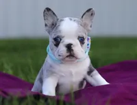 Baxter, a male Frenchton for sale in Millersburg, OH – Photo 1 of 7