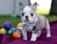 Baxter, a male Frenchton for sale in Millersburg, OH – Photo 6 of 7