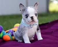 Baxter, a male Frenchton for sale in Millersburg, OH – Photo 4 of 7