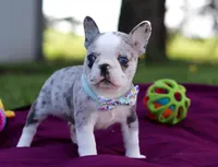 Baxter, a male Frenchton for sale in Millersburg, OH – Photo 3 of 7