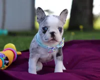 Baxter, a male Frenchton for sale in Millersburg, OH – Photo 2 of 7