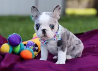 Baxter, a male Frenchton for sale in Millersburg, OH – Photo 5 of 7