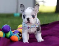 Baxter, a male Frenchton for sale in Millersburg, OH – Photo 7 of 7