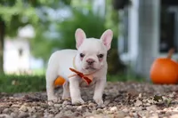 Eden, a female French Bulldog for sale in Millersburg, OH – 9 of 10