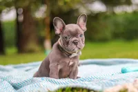 Ollie, a male French Bulldog for sale in Millersburg, OH – 7 of 10