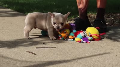 Emmett, a male French Bulldog for sale in Millersburg, OH – 8 of 8