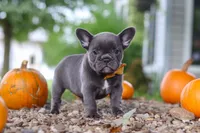 Hallie, a female French Bulldog for sale in Millersburg, OH – 4 of 7