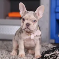 Jayla, a female French Bulldog for sale in Millersburg, OH – Photo 1 of 10