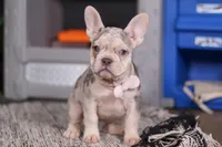 Jayla, a female French Bulldog for sale in Millersburg, OH – Photo 1 of 10