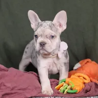 Jayla, a female French Bulldog for sale in Millersburg, OH – Photo 2 of 10
