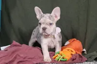 Jayla, a female French Bulldog for sale in Millersburg, OH – Photo 2 of 10