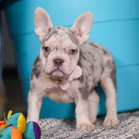 Jayla, a female French Bulldog for sale in Millersburg, OH – Photo 7 of 10