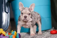 Jayla, a female French Bulldog for sale in Millersburg, OH – Photo 7 of 10
