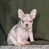 Jayla, a female French Bulldog for sale in Millersburg, OH – Photo 5 of 10