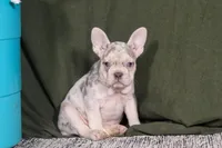 Jayla, a female French Bulldog for sale in Millersburg, OH – Photo 5 of 10