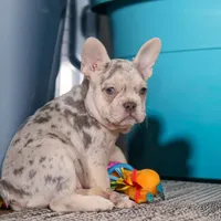 Jayla, a female French Bulldog for sale in Millersburg, OH – Photo 3 of 10