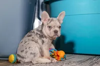 Jayla, a female French Bulldog for sale in Millersburg, OH – Photo 3 of 10